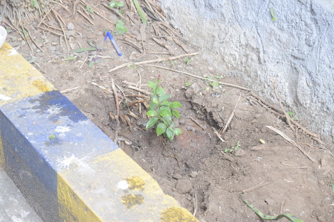 AIMS Institute of Management Studies Pune Tree Plantataion photo 14