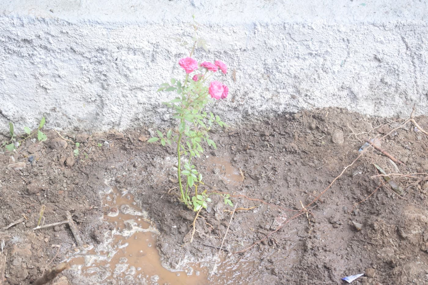 AIMS Institute of Management Studies Pune Tree Plantataion photo 15