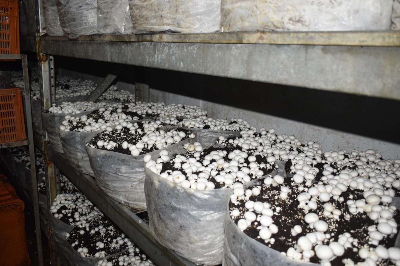 AIMS Institute of Management Studies Pune Industrial Visit photo 32