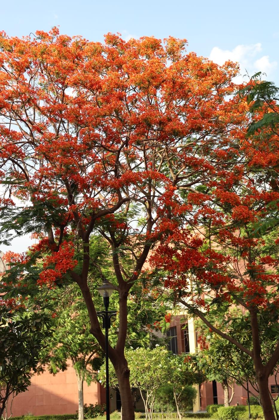 JK Lakshmipat University Jaipur Campus photo 11