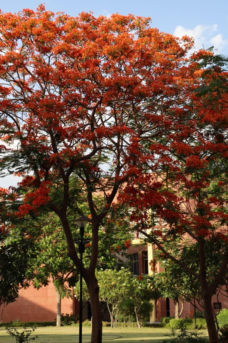 JK Lakshmipat University Jaipur Campus photo 12