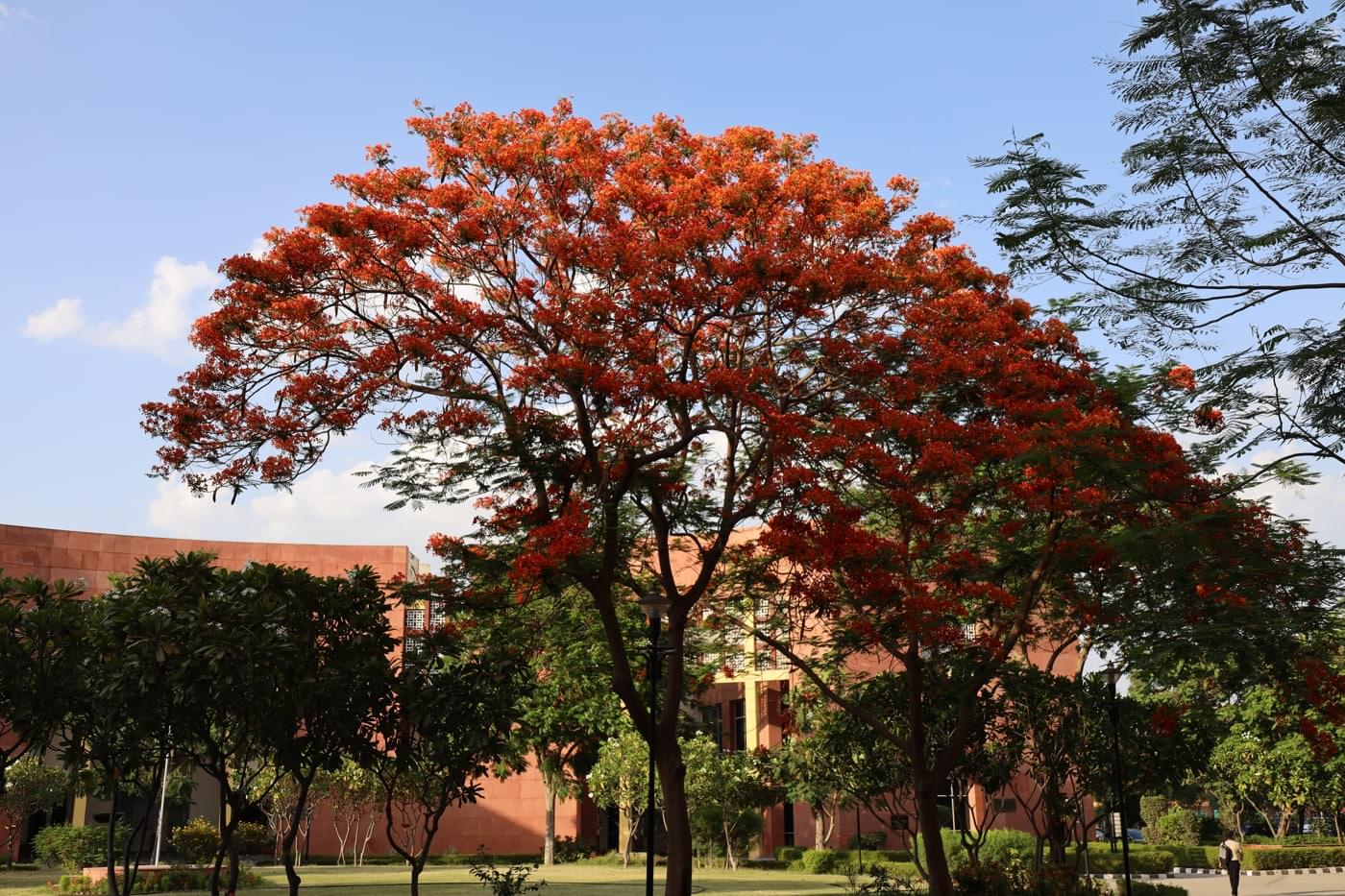 JK Lakshmipat University Jaipur Campus photo 13