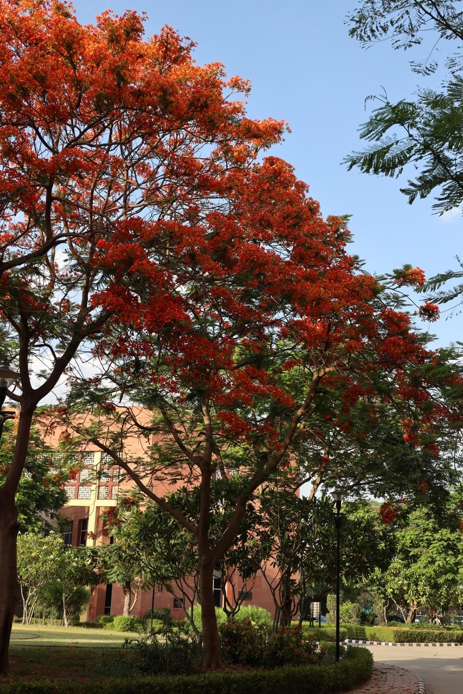 JK Lakshmipat University Jaipur Campus photo 14