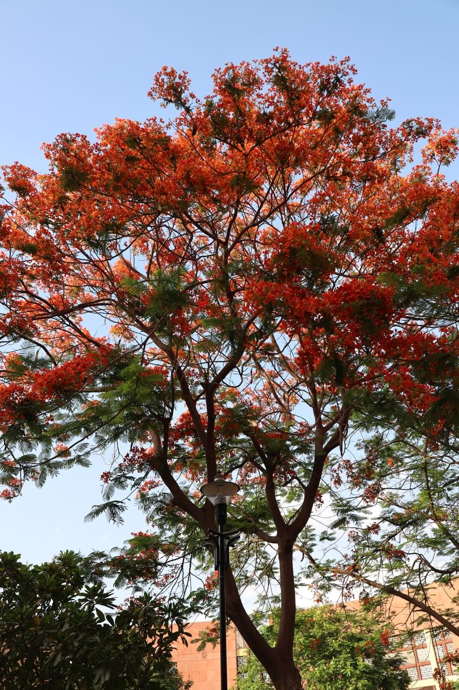 JK Lakshmipat University Jaipur Campus photo 15