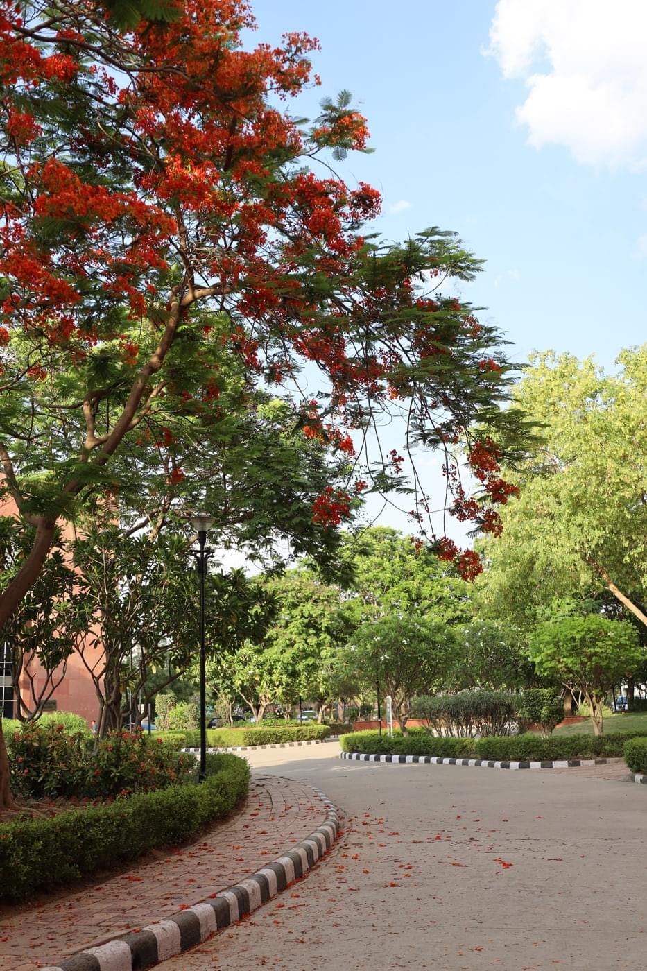 JK Lakshmipat University Jaipur Campus photo 16