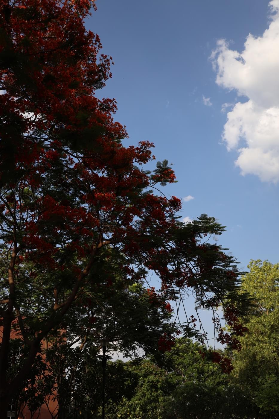 JK Lakshmipat University Jaipur Campus photo 17