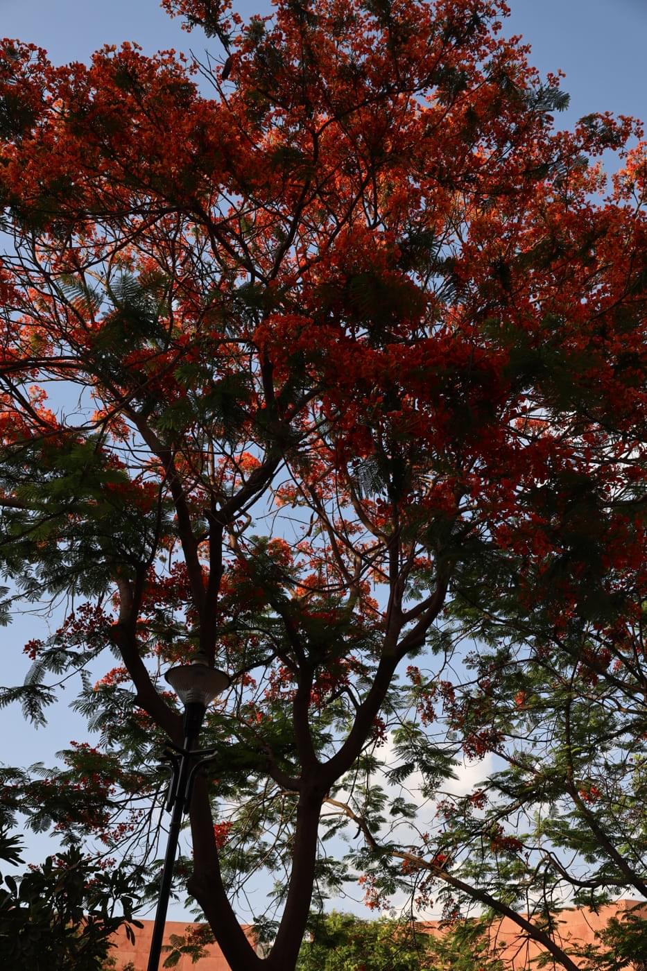 JK Lakshmipat University Jaipur Campus photo 20