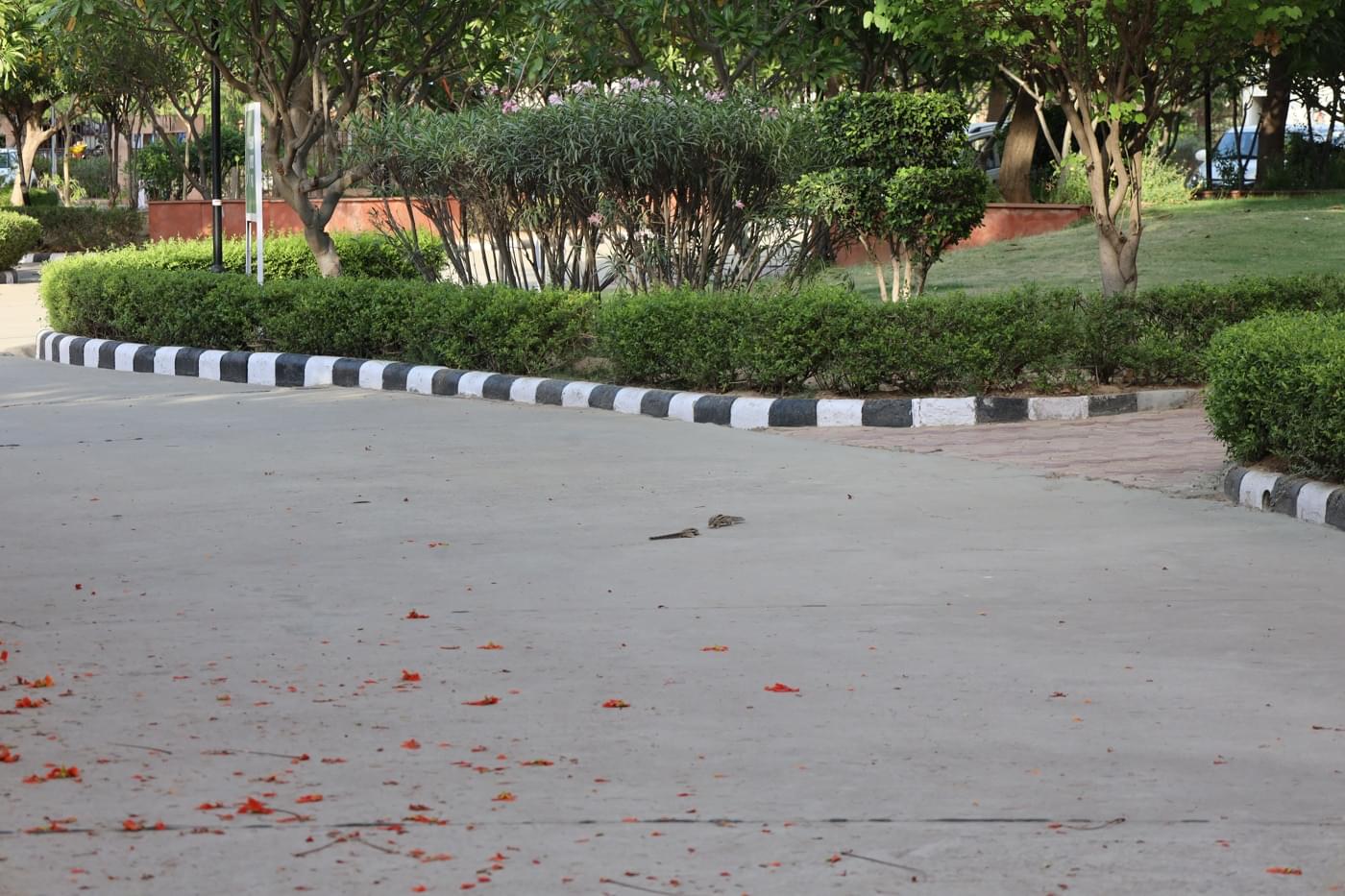 JK Lakshmipat University Jaipur Campus photo 22