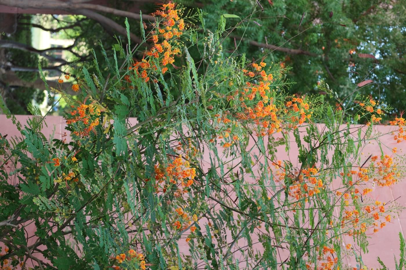 JK Lakshmipat University Jaipur Campus photo 25