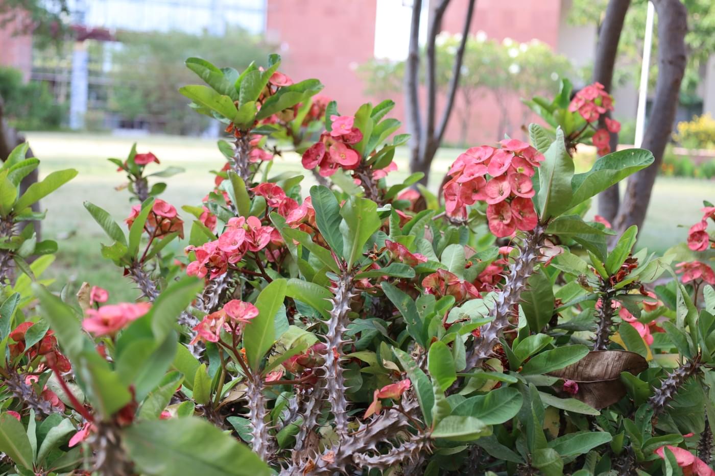 JK Lakshmipat University Jaipur Campus photo 26