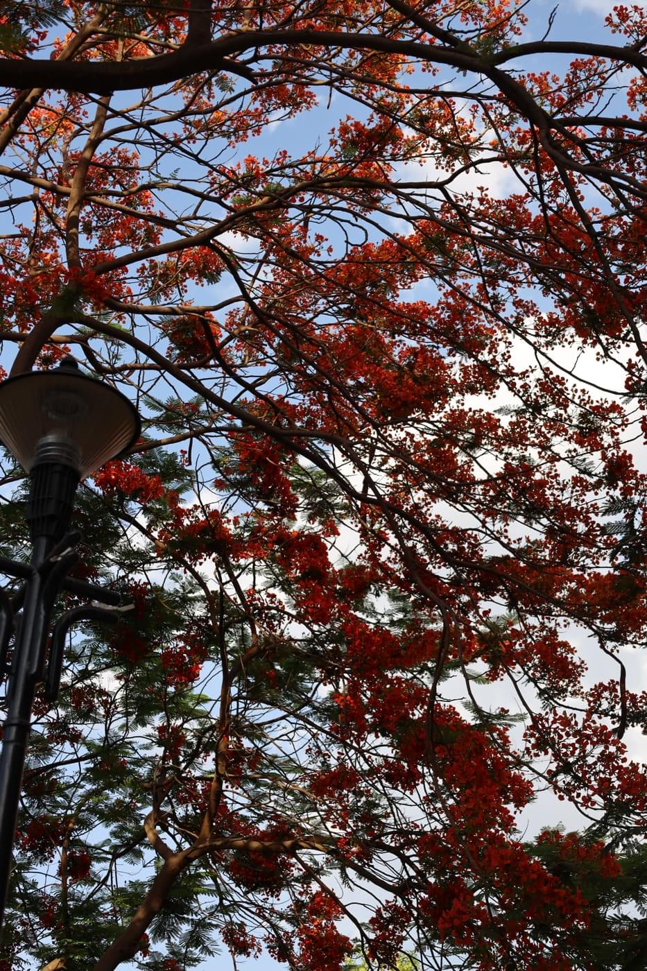 JK Lakshmipat University Jaipur Campus photo 27