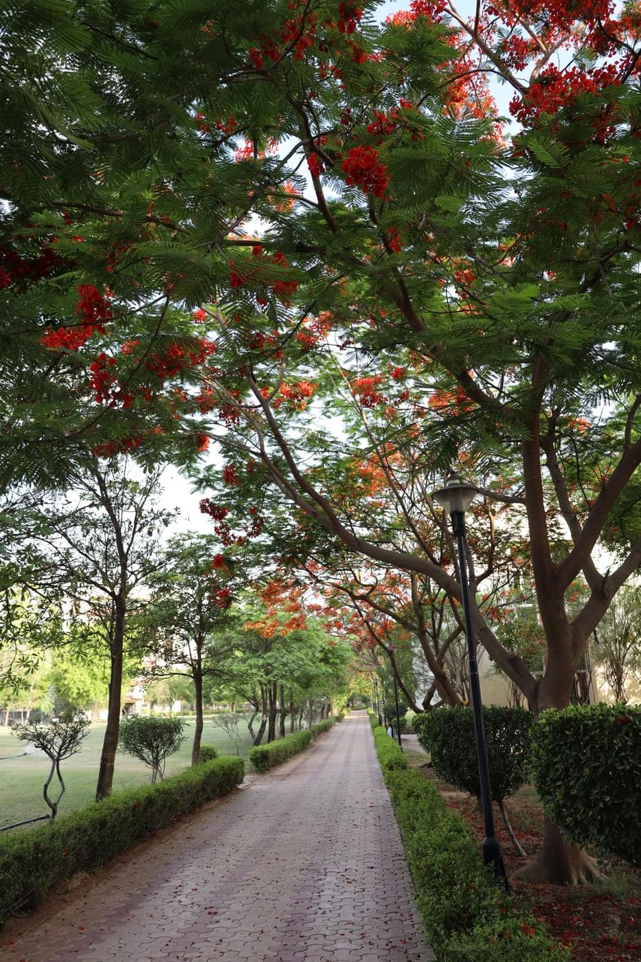 JK Lakshmipat University Jaipur Campus photo 31