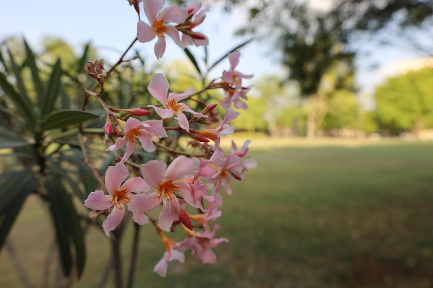 JK Lakshmipat University Jaipur Campus photo 32