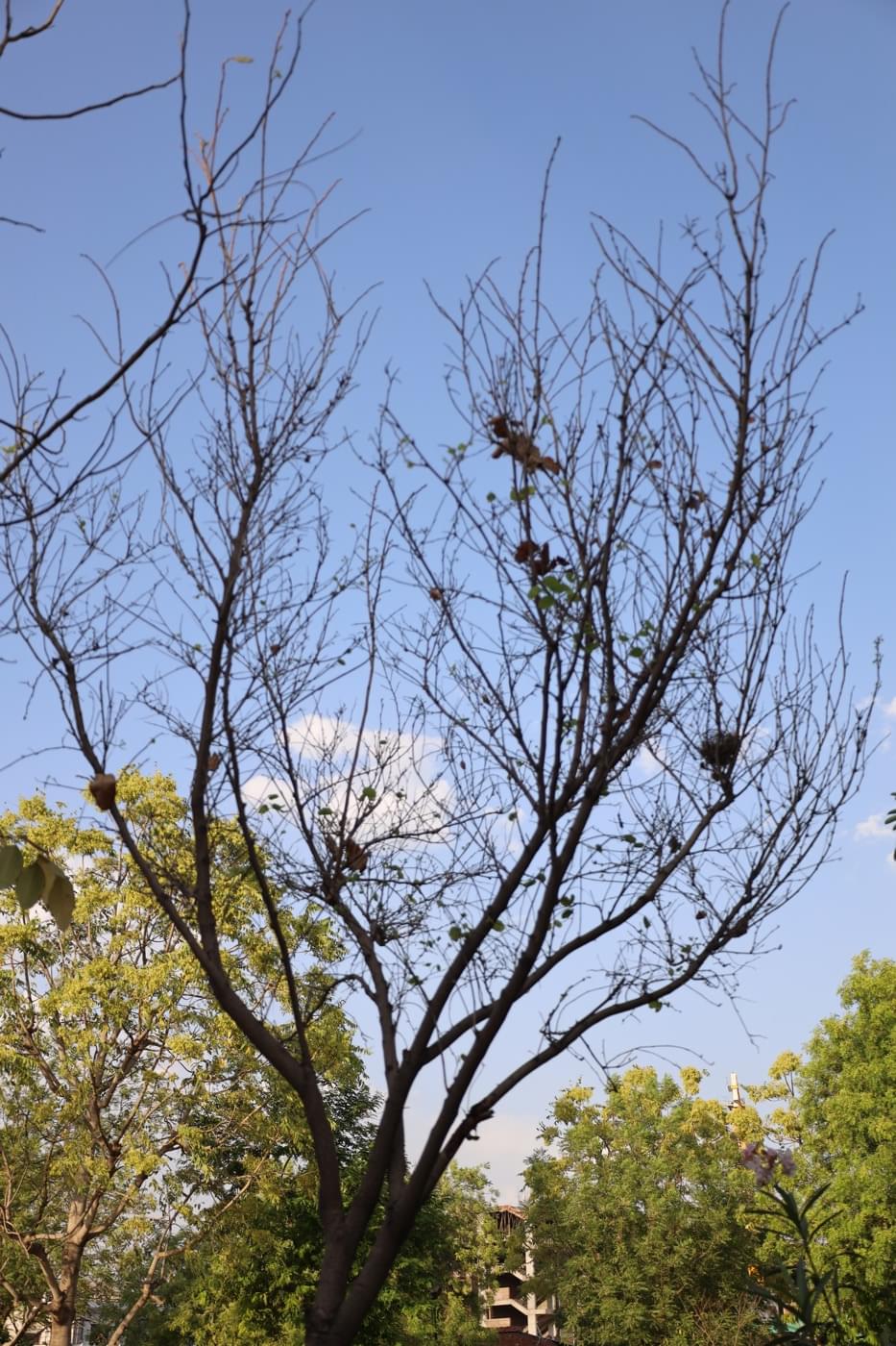 JK Lakshmipat University Jaipur Campus photo 35