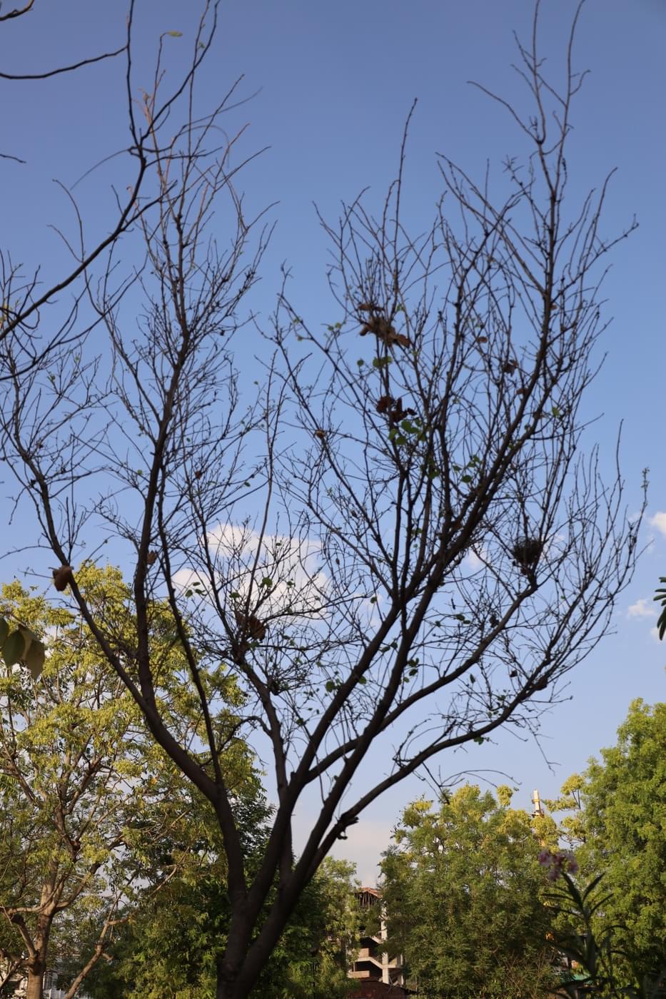 JK Lakshmipat University Jaipur Campus photo 36
