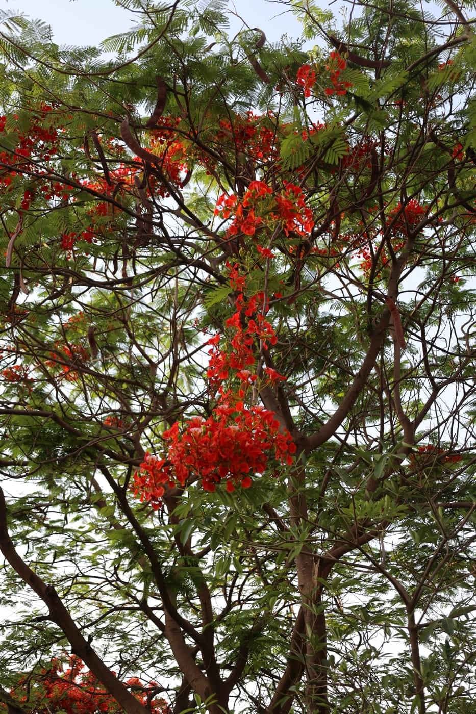 JK Lakshmipat University Jaipur Campus photo 37