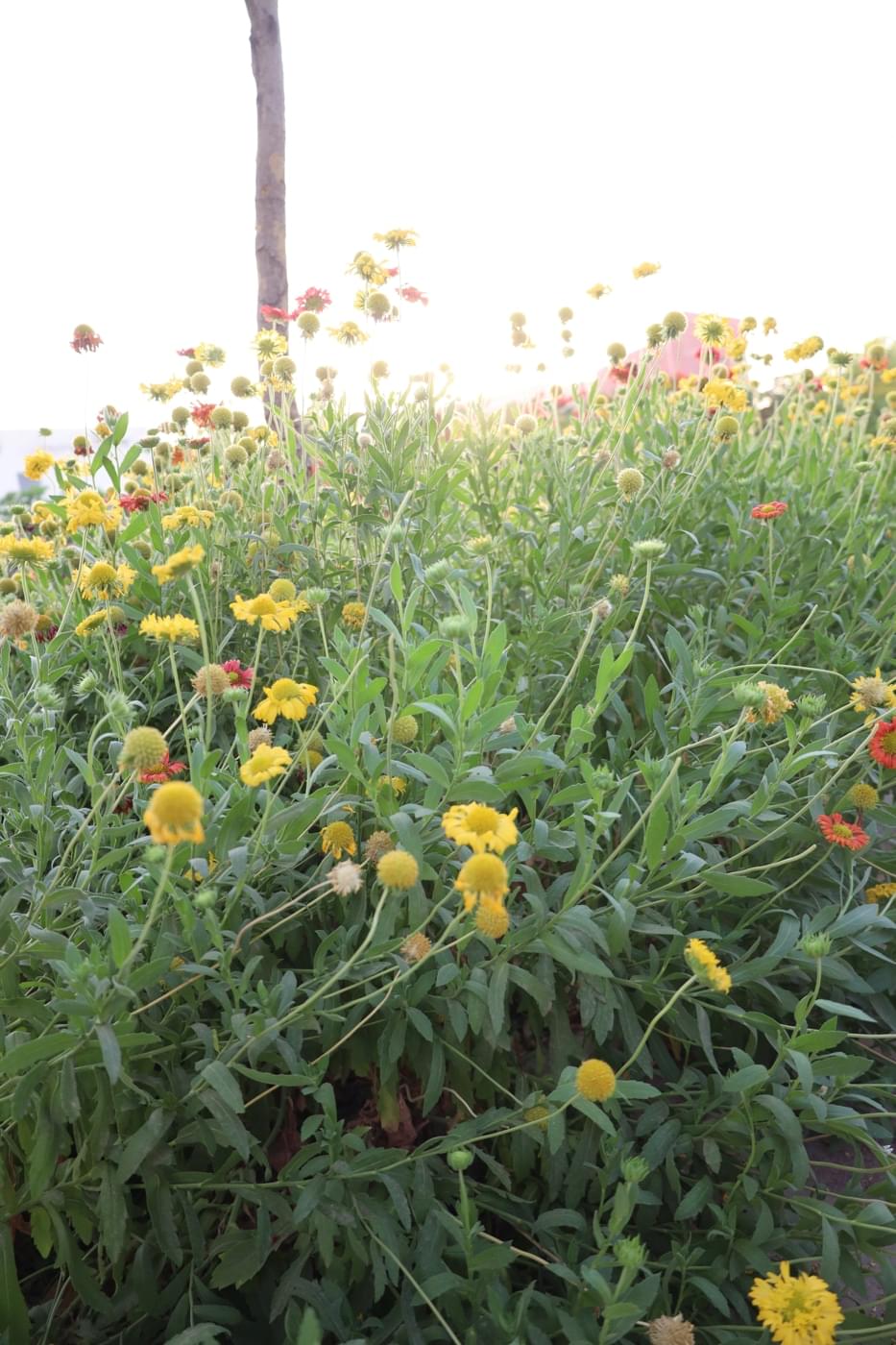 JK Lakshmipat University Jaipur Campus photo 39