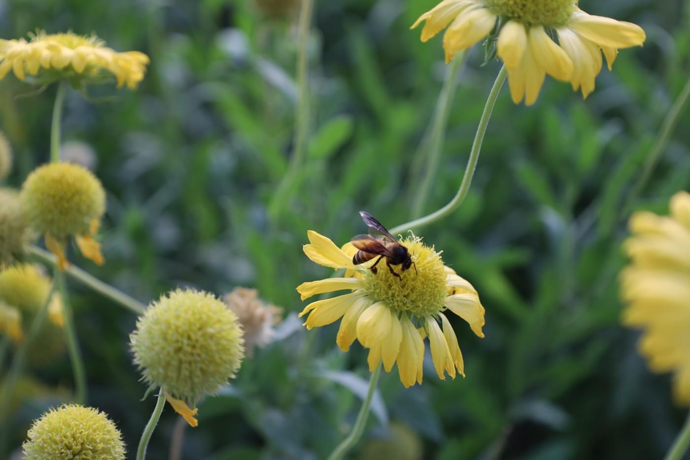 JK Lakshmipat University Jaipur Campus photo 40