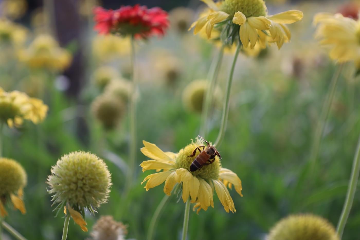 JK Lakshmipat University Jaipur Campus photo 41