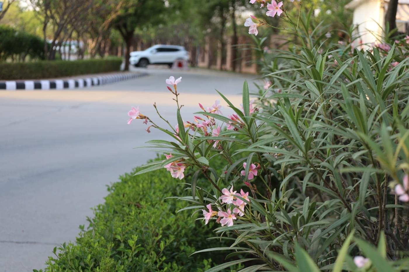 JK Lakshmipat University Jaipur Campus photo 42