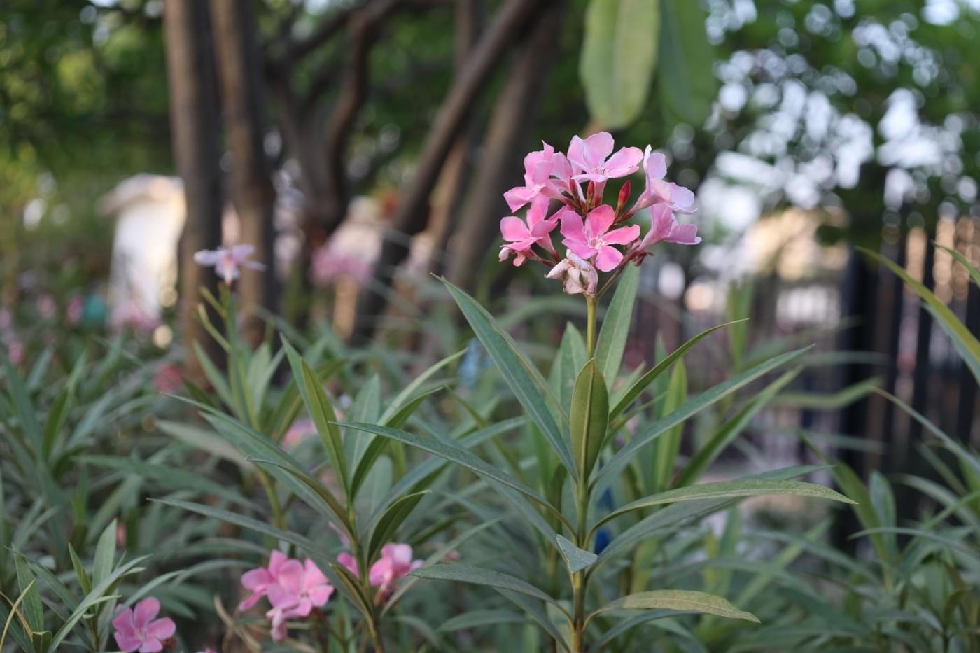 JK Lakshmipat University Jaipur Campus photo 43