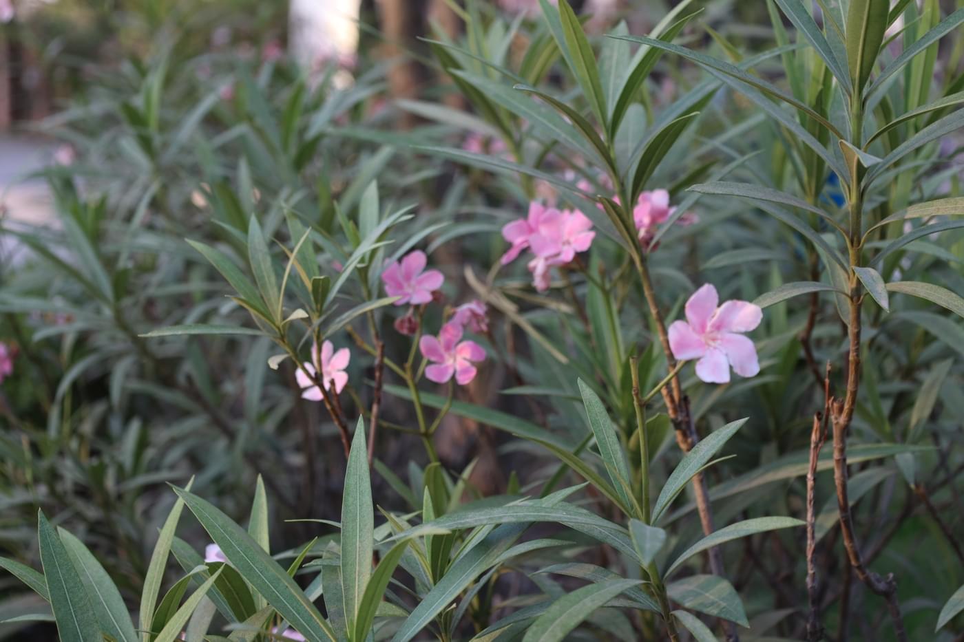 JK Lakshmipat University Jaipur Campus photo 44