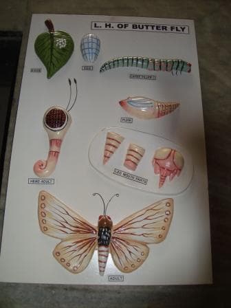 Saraswati Mahila Mahavidyalya Kanpur Department Instruments Images photo 1