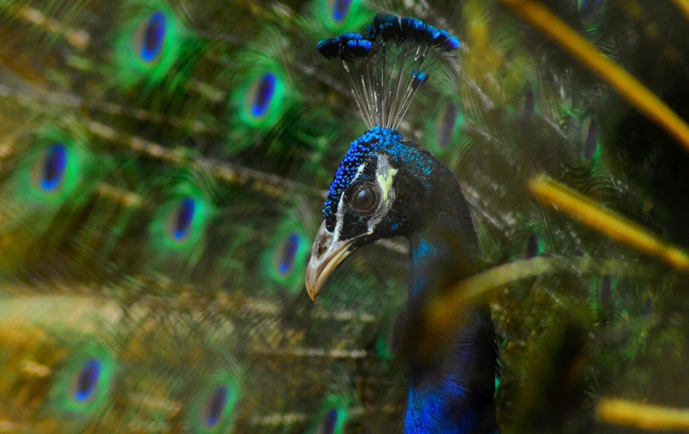 NICC International College of Design Bangalore Events photo 82