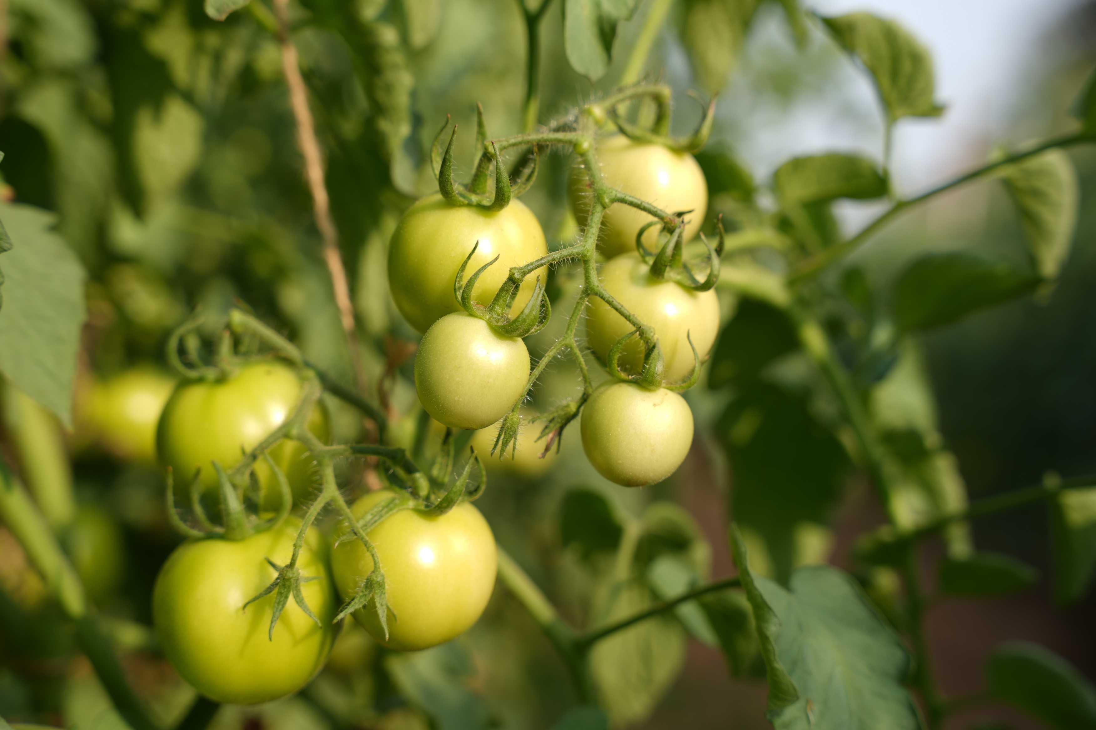 Vignana Jyothi Institute of Management Hyderabad Rural Immersion Program photo 19