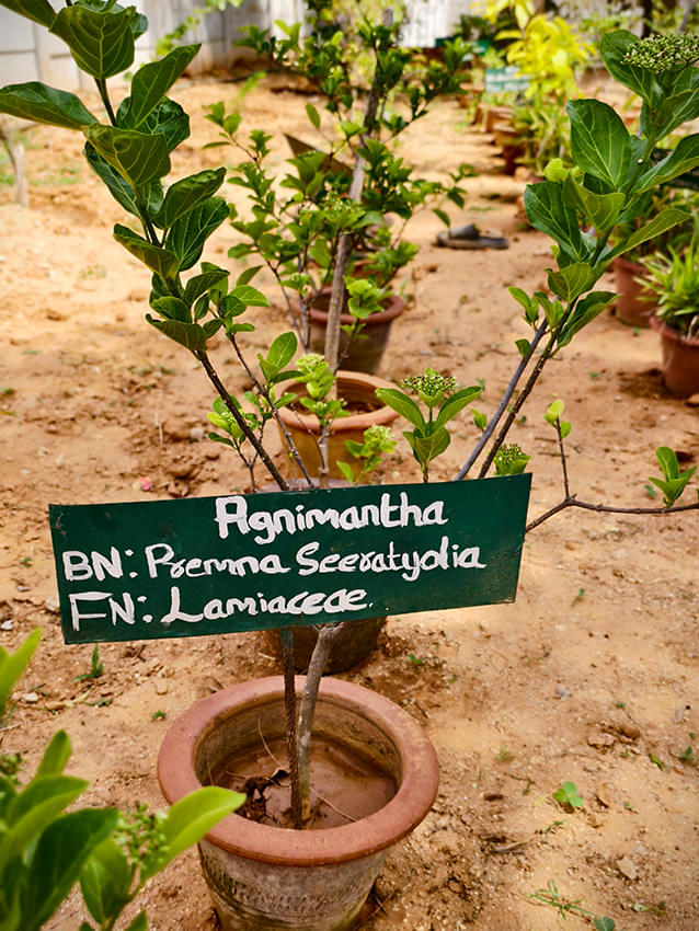 Indian Institute of Ayurvedic Medicine and Research Bangalore Infrastructure photo 9