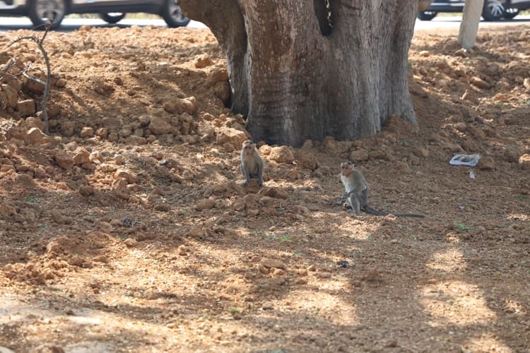 Chanakya University Bangalore Nallur Lake Rejuvenation Photos photo 6