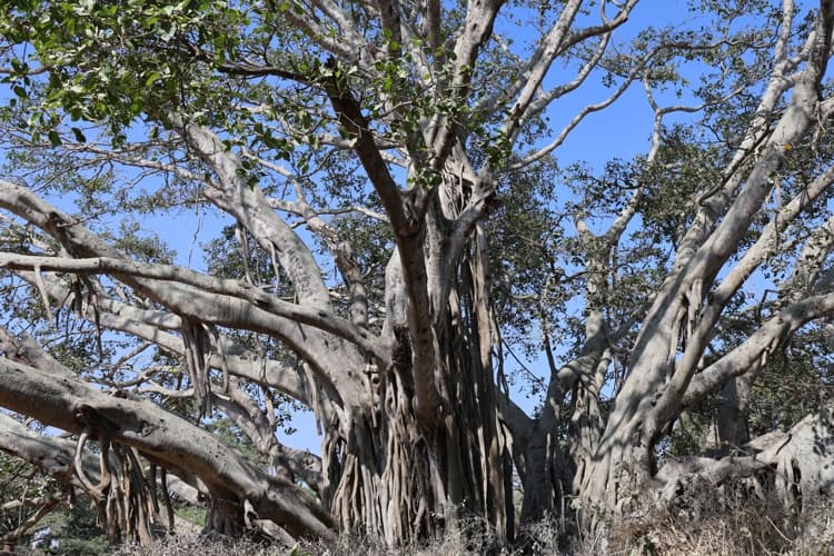 Chanakya University Bangalore Nallur Lake Rejuvenation Photos photo 12