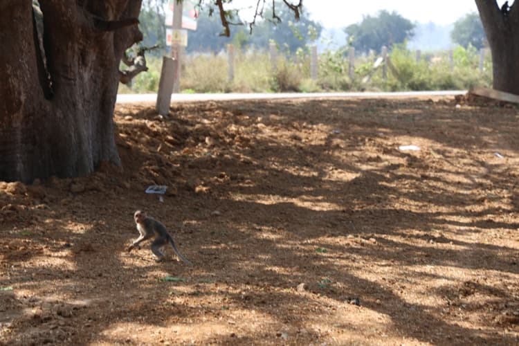 Chanakya University Bangalore Nallur Lake Rejuvenation Photos photo 8