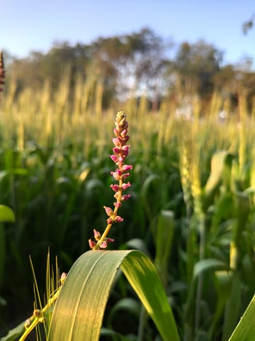 Rai University Ahmedabad Campus View photo 51