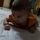 Ashwini