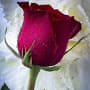 Samirn Mondal