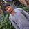 Sreenivas