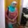 Hafsa Zahoor