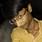 Navdeep Raushan