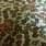 Prem