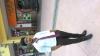 Rachit Kumar Maskara