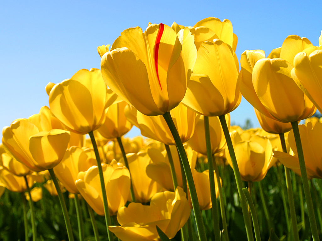 Sweety Agrawal