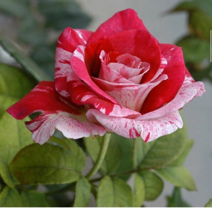 Anoop kumar Singh