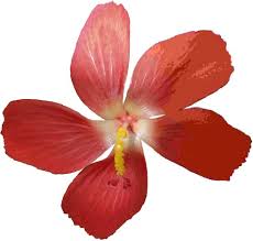 NagaLakshmi