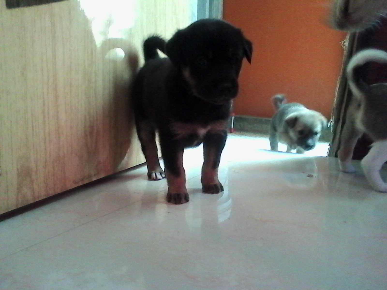 Rushi