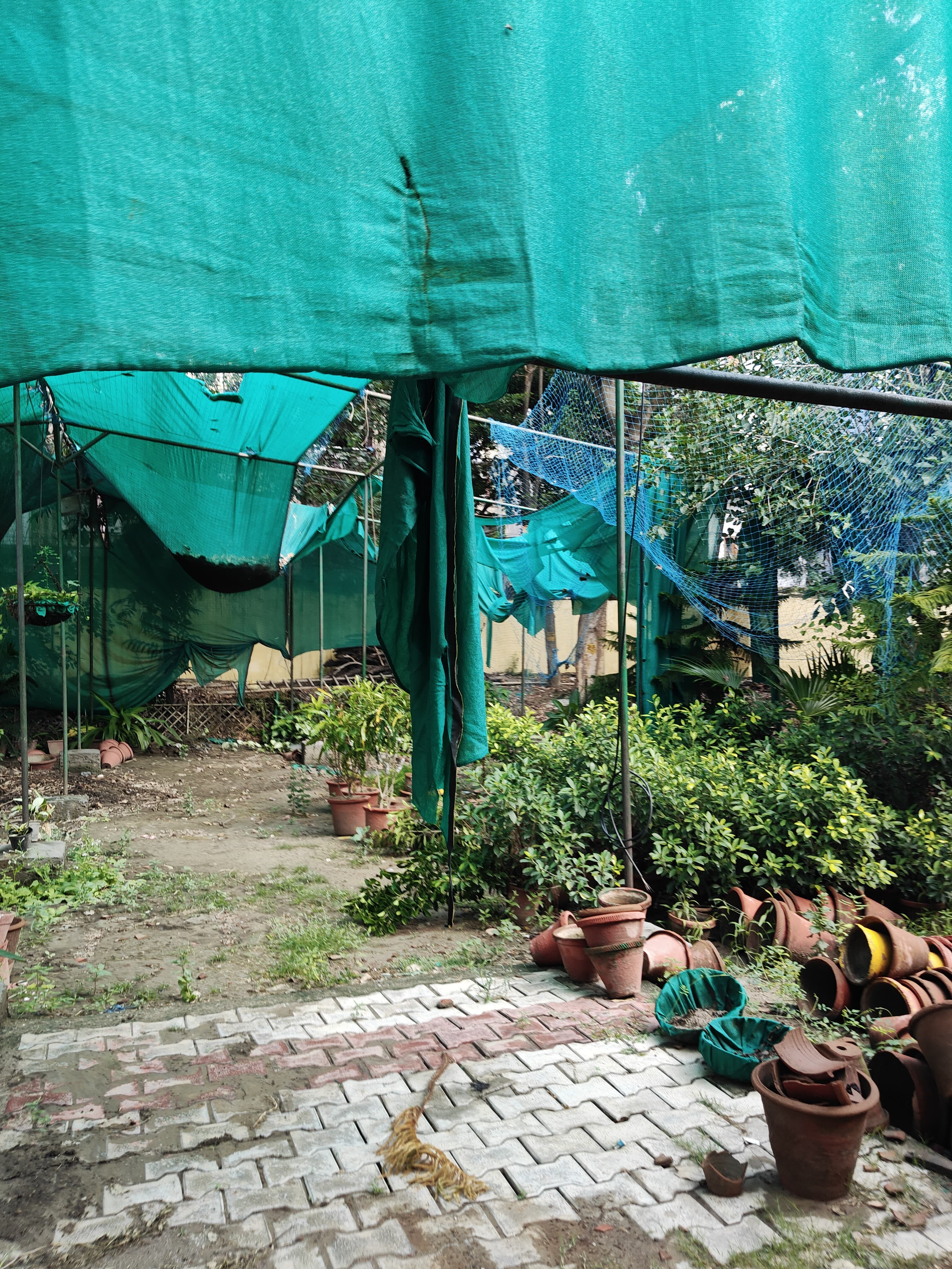 Shyam Lal College Others media (13) by 1770044412_campusnursery2.jpg