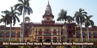 BHU Researchers Made Milestone Discovery Regarding Photosynthesis Being Affected by Metal Toxicity