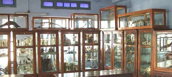 DAV College Ambala Museum