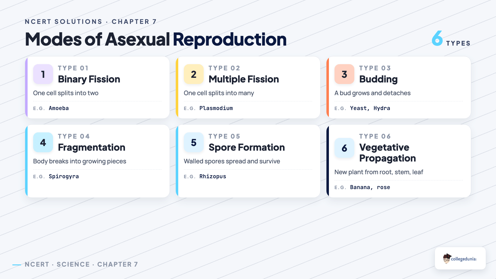Asexual reproduction modes fission budding fragmentation regeneration spore formation for Class 10 Science Chapter 7 How do Organisms Reproduce