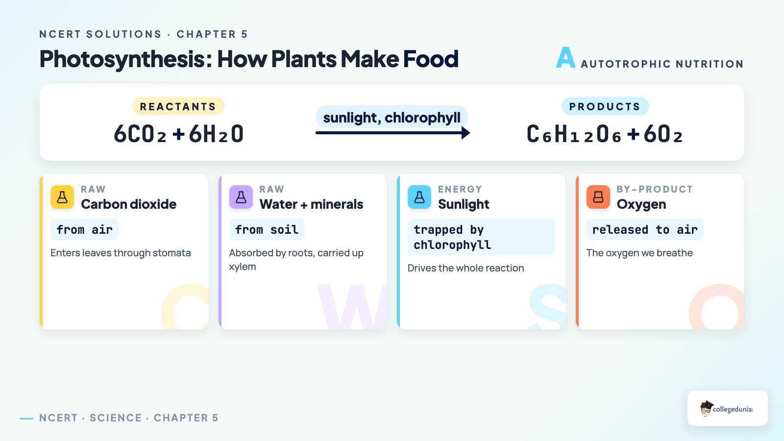 Photosynthesis word equation showing raw materials and oxygen by-product for Class 10 Science Chapter 5